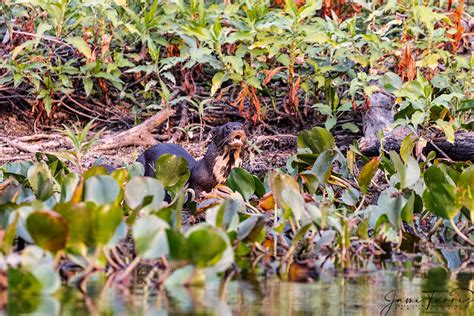 An intruding male giant river otter fleeing from aggressive rival males ...