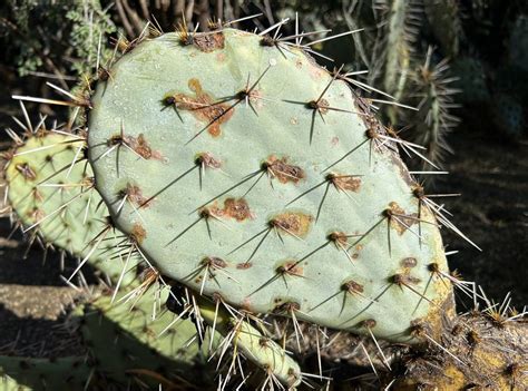 Charmed by the Moorten Botanical Garden in Palm Springs, California ...