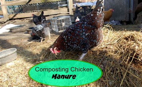 Comprehensive Utilization of Chicken Manure-Composting Chicken Litter ...