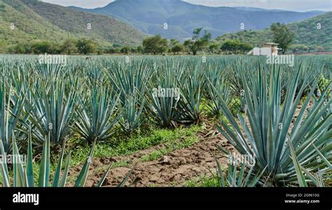 Blue agave plantation in the field to make tequila Stock Photo - Alamy