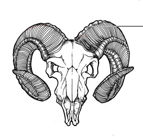 Ram Skull Drawing at PaintingValley.com | Explore collection of Ram ...