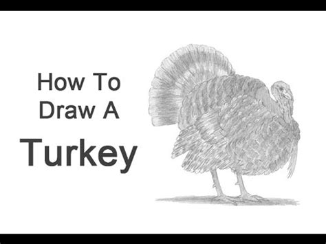 How to Draw a Turkey - YouTube