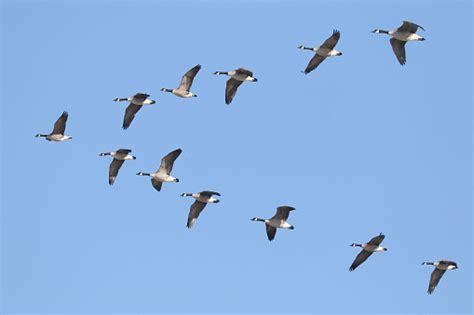 Canada Geese Flying In Formation Stock Photo - Download Image Now - iStock