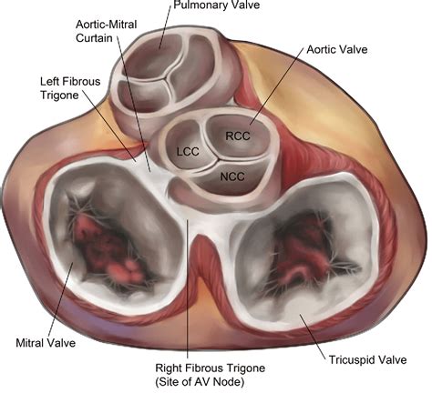 Which Heart Valve Has Two Cusps - Add Tech Curry