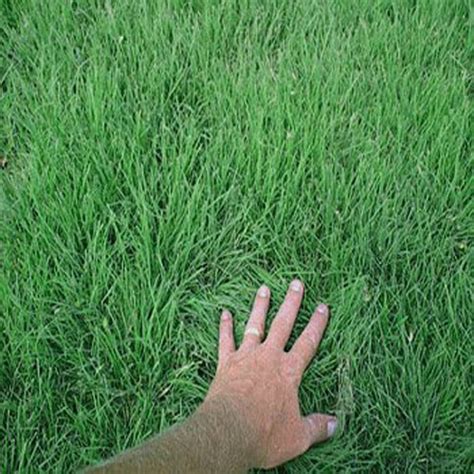 Buffalo Grass Seed Blend of Native Drought Tolerant Grasses For ...