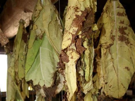 Tobacco and Smoking: Tobacco Leaves Drying Photo | Teaching Resources