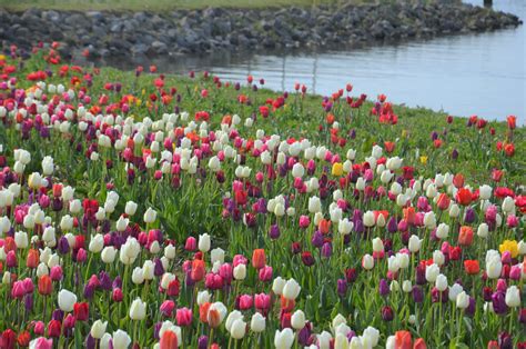 Tulip Route Flevoland: the Largest Tulip Area in the Netherlands ...