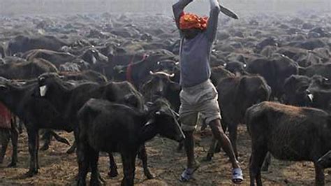 More Than 200,000 Animals Slaughtered at Nepal Sacrifice Festival | Fox News