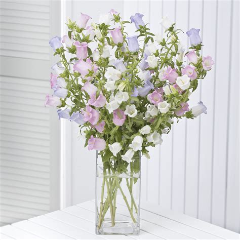 Pastel Campanula Bouquet - flowers by post | Flowers by post, Small ...