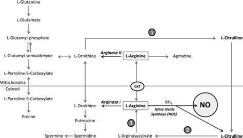 Pathways of l-Arginine synthesis and metabolism in mammals. The ...