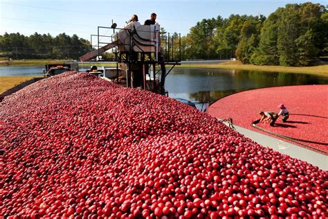 Cranberry harvest season in full swing in Carver - The Boston Globe