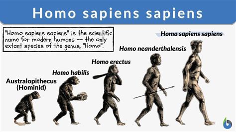 Homo Sapiens Evolution Timeline