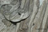 Crotalus viridis | The Reptile Database