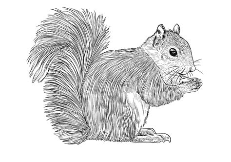 How to Draw a Squirrel - A Step-by-Step Squirrel Drawing Guide