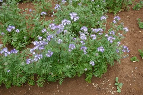 Phacelia - Lacy Fiddleneck - Oregon Wholesale Seed Company