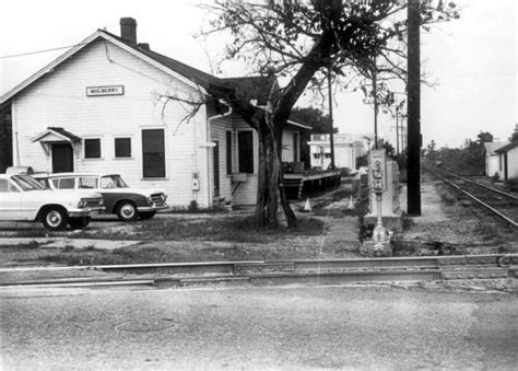 Florida Memory • Mulberry tree by the railroad depot - Mulberry, Florida