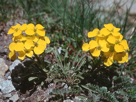 Flower Gallery :: Cruciferae :: 568_32