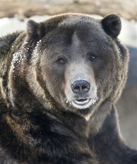 Environmental group wants to bring the grizzly bear back to California