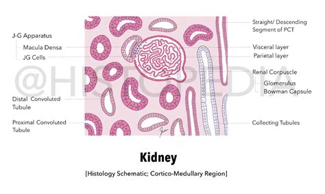 Kidney Histology (Cortico-Medullary Region) | Kidney, Loop of henle ...