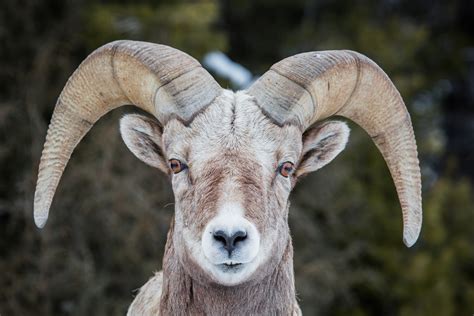 Bighorn Sheep (Ovis canadensis) - Jewel Cave National Monument (U.S ...