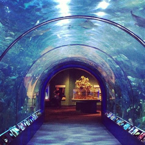 Audubon Aquarium of the Americas. 1 Canal St, New Orleans, LA | Orleans ...