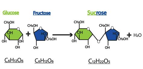 Structure Of Glucose Fructose And Sucrose