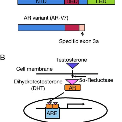 (PDF) The biological and clinical advances of androgen receptor ...