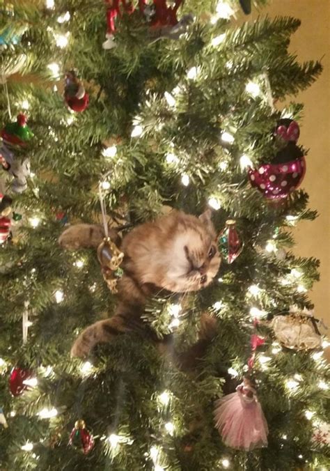 15+ Cats Helping Decorate Christmas Trees | Bored Panda