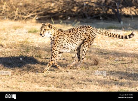 Cheetah running in South Africa, Acinonyx jubatus. Guepardo Stock Photo ...