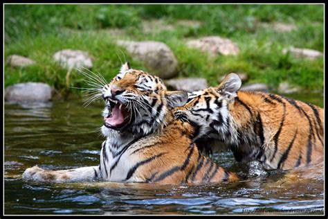 Bengal Tiger Mating | allaboutcatteryus