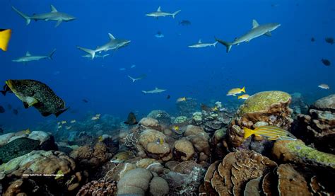 Marine life can be rebuilt by 2050 | Mirage News