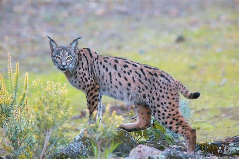 Animals Native to Spain - WorldAtlas