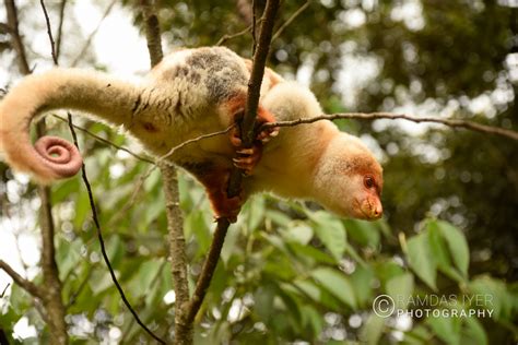 Papua New Guinea Wildlife # 1 – Ramdas Iyer Photography