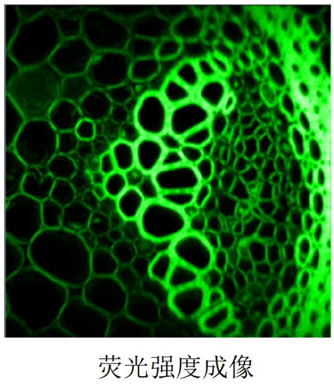 Application examples of fluorescence imaging systems - AccSci InSciences