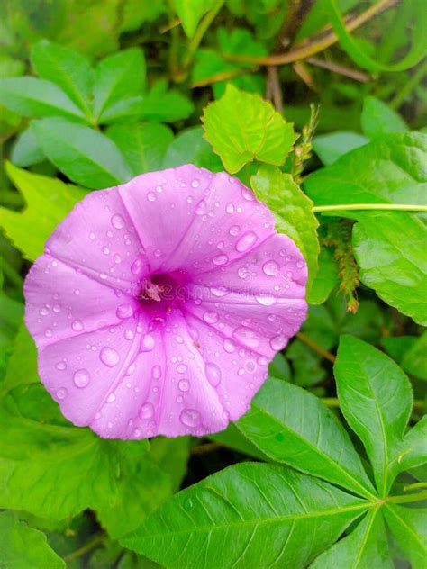 Purple Wild Flowers with Raindrops Stock Photo - Image of beautiful, raindrops: 166148506