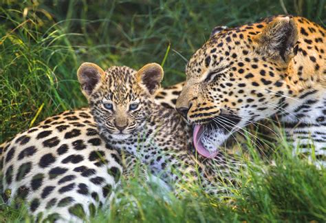 Intimate photos of a leopard mother and her cubs - Discover Wildlife