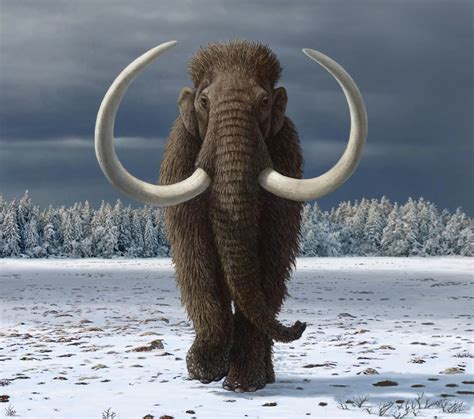 Humans played a major role in the extinction of the woolly mammoth - World Today News