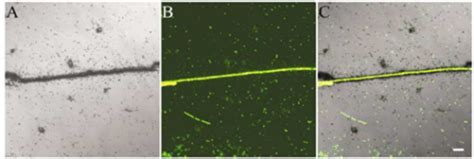 What is Autoradiography? - Conduct Science