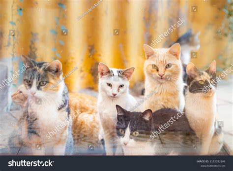 52,344 Colony Group Of Animals Images, Stock Photos & Vectors | Shutterstock