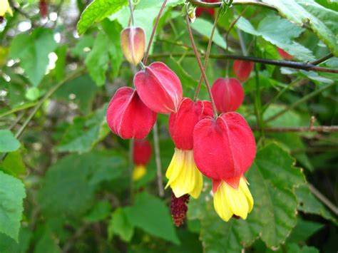 Abutilon Megapotamicum Seeds (Chinese Lantern, Flowering Maple Seeds)