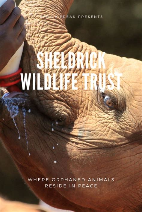 Experience the David Sheldrick Wildlife Trust's Sanctuary for Orphaned ...