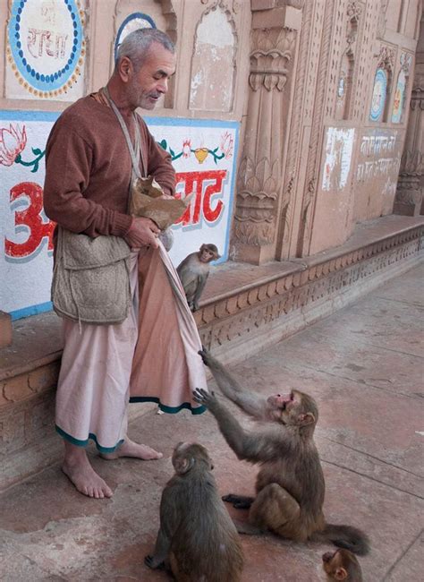 Timeline Photos - Vrindavan Experience | India culture, Animal photography, Incredible india