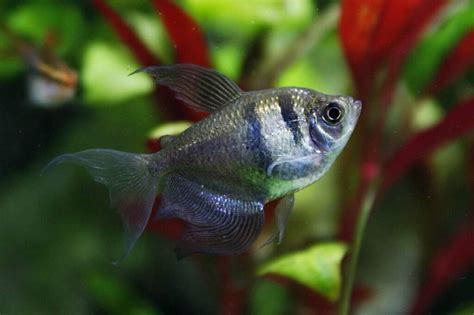 Black Skirt Tetra 101: Care, Tank Mates, Breeding & More