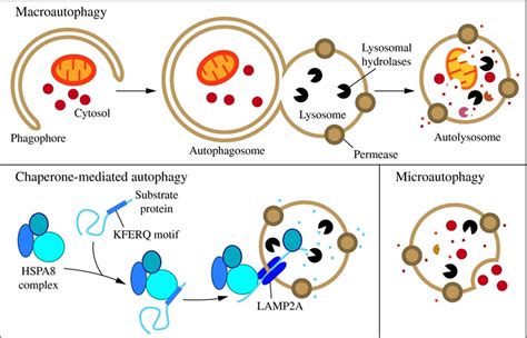 Autophagy, what is the function of autophagy, autophagy in cancer