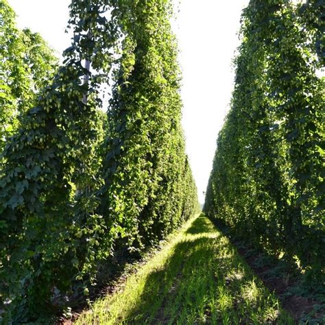 BEER HOPS Humulus Lupulus - 20 SEEDS