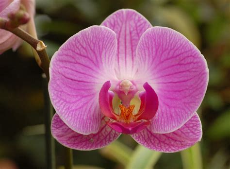 Orchid: The National Flower of Venezuela