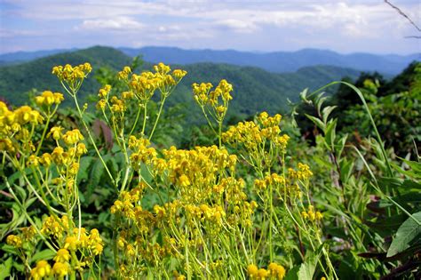 Wildflowers along the Blue Ridge Parkway in North Carolina | Blue ridge ...