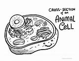 Animal Cell Diagram Coloring Sheet sketch template