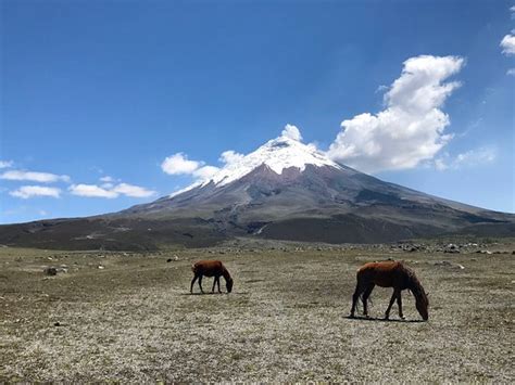 Cotopaxi National Park (Cotopaxi Province) - 2020 All You Need to Know BEFORE You Go (with ...