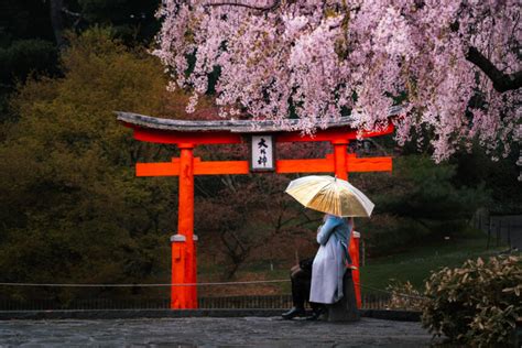 Brooklyn Botanic Garden Cherry Blossom Festival (Everything You Need To ...